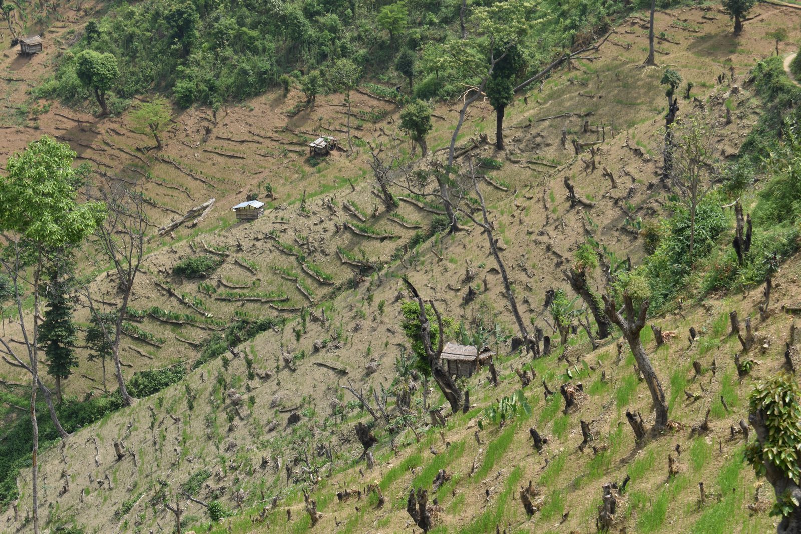 Terraced hillside farmland under soil and water conservation treatment